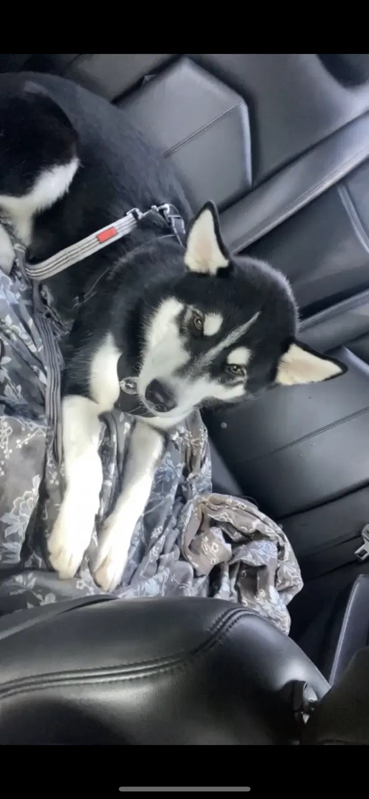 Lost dog in Spring, TX, 77389