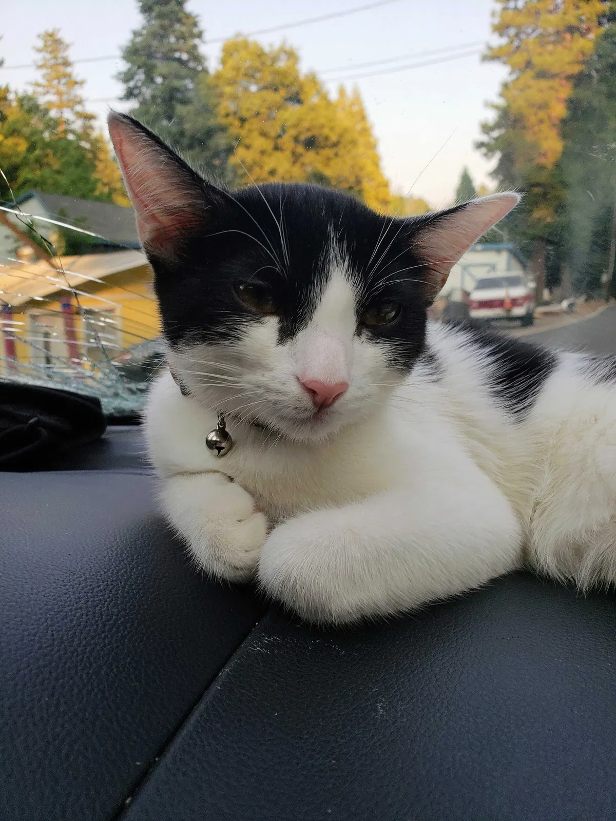 Lost cat in Huntington Beach, CA, 92647