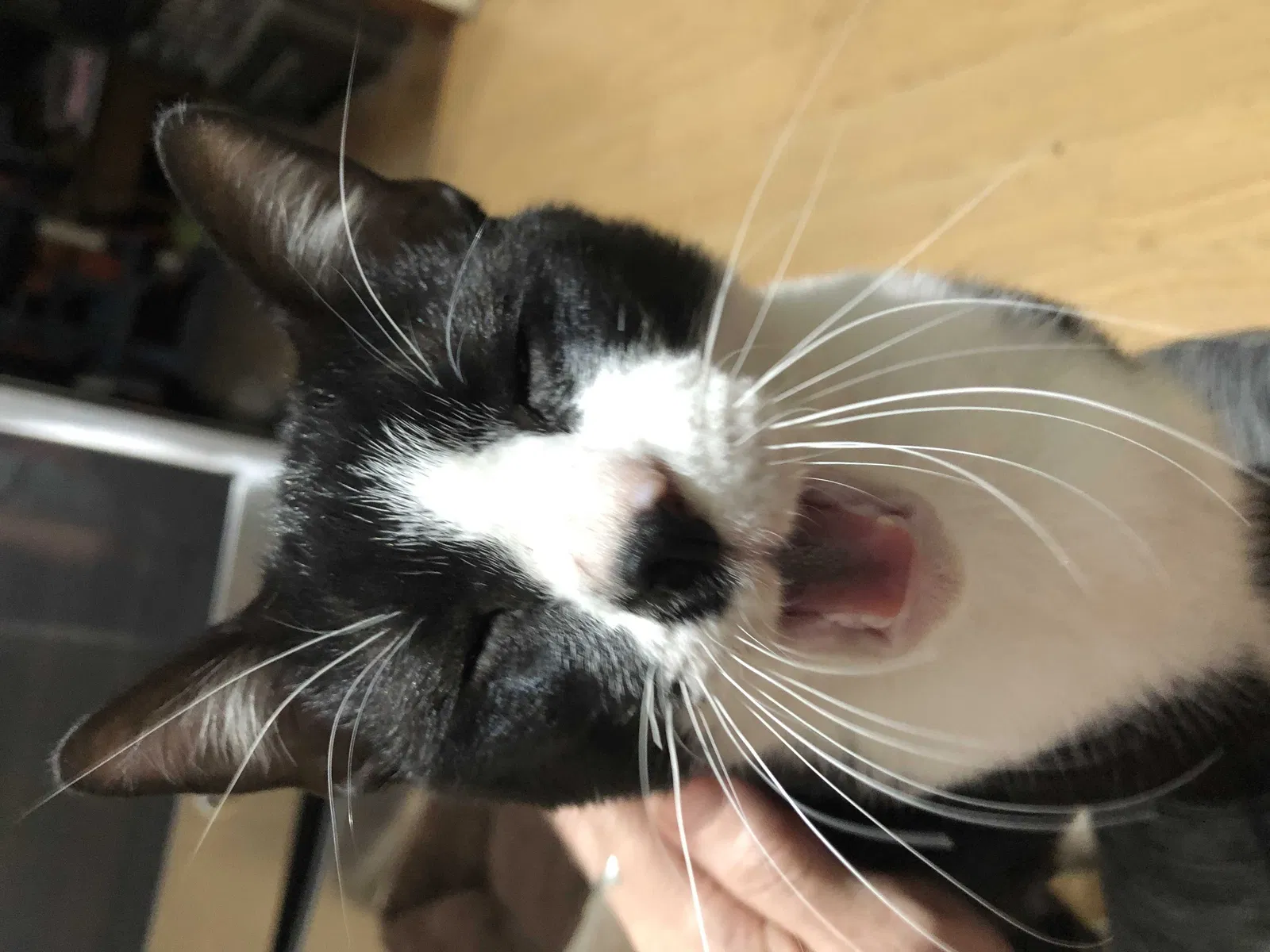 Lost cat in Houston, TX, 77075