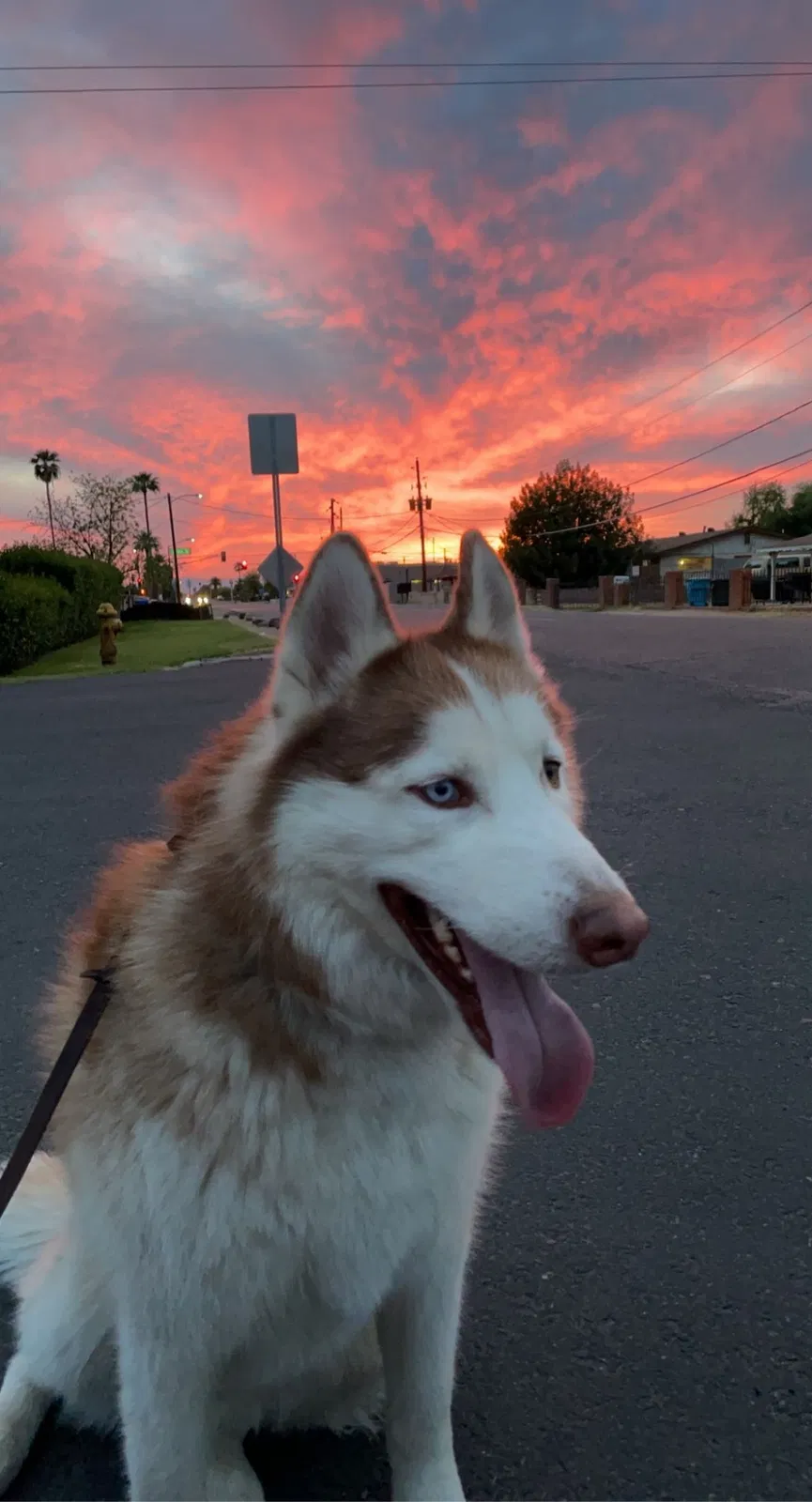 Lost dog in Phoenix, AZ, 85029