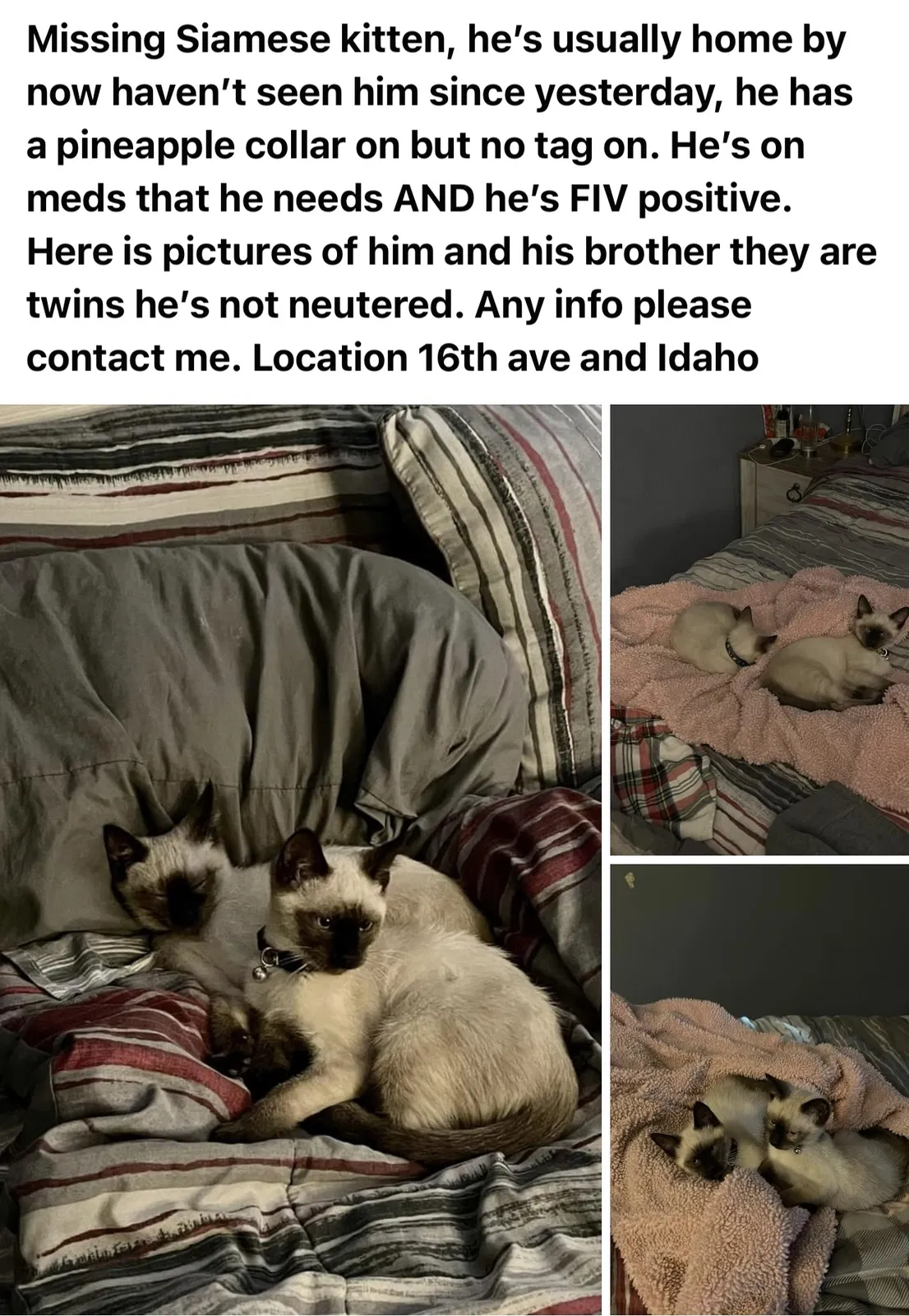 Lost cat in Apache Junction, AZ, 85120