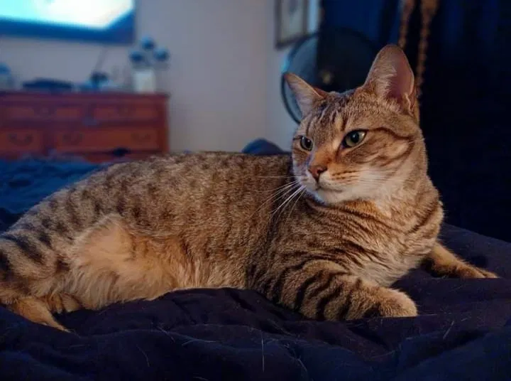 Lost cat in Denver, NC, 28037
