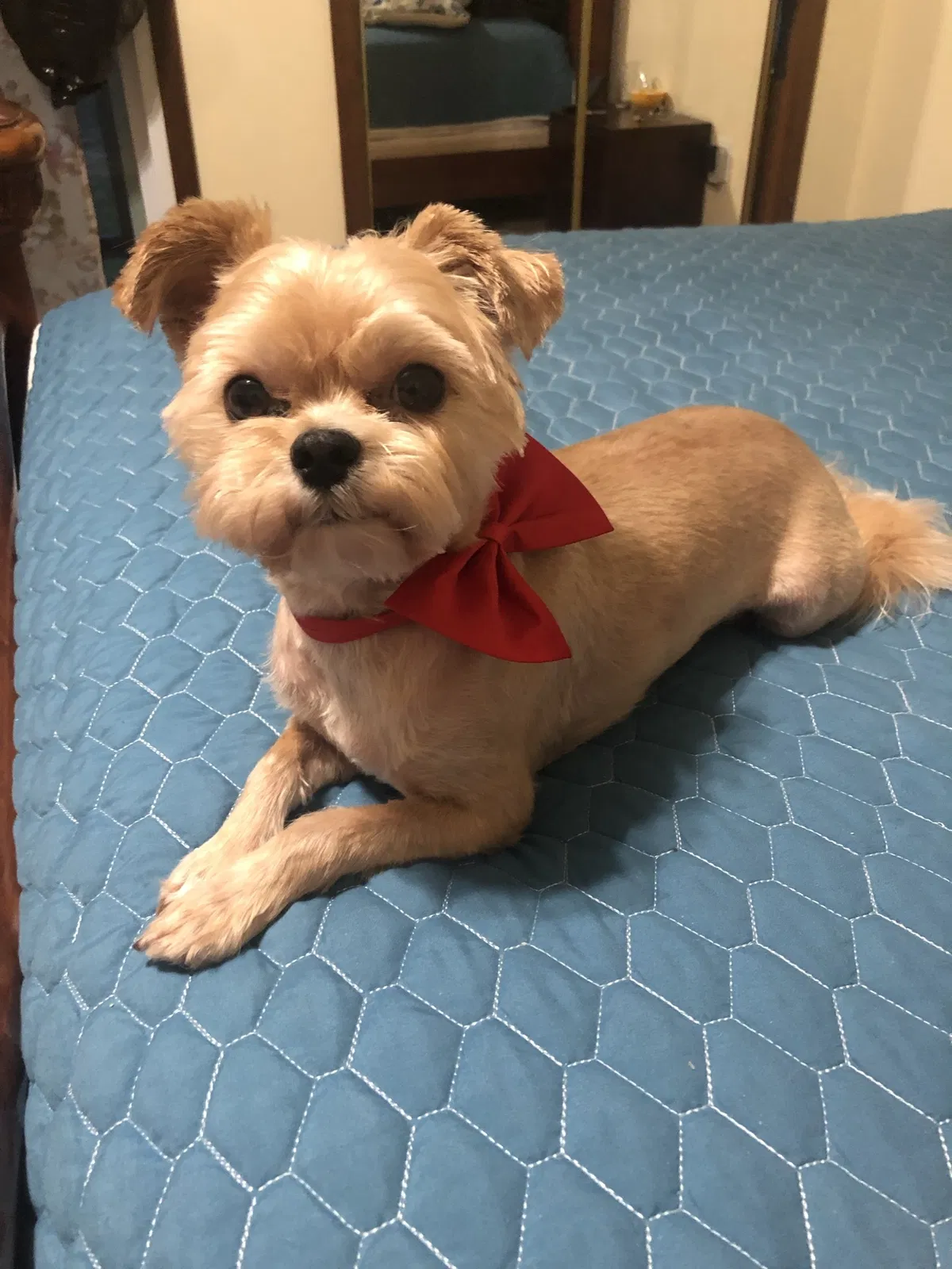 Lost dog in Lithia Springs, GA, 30122