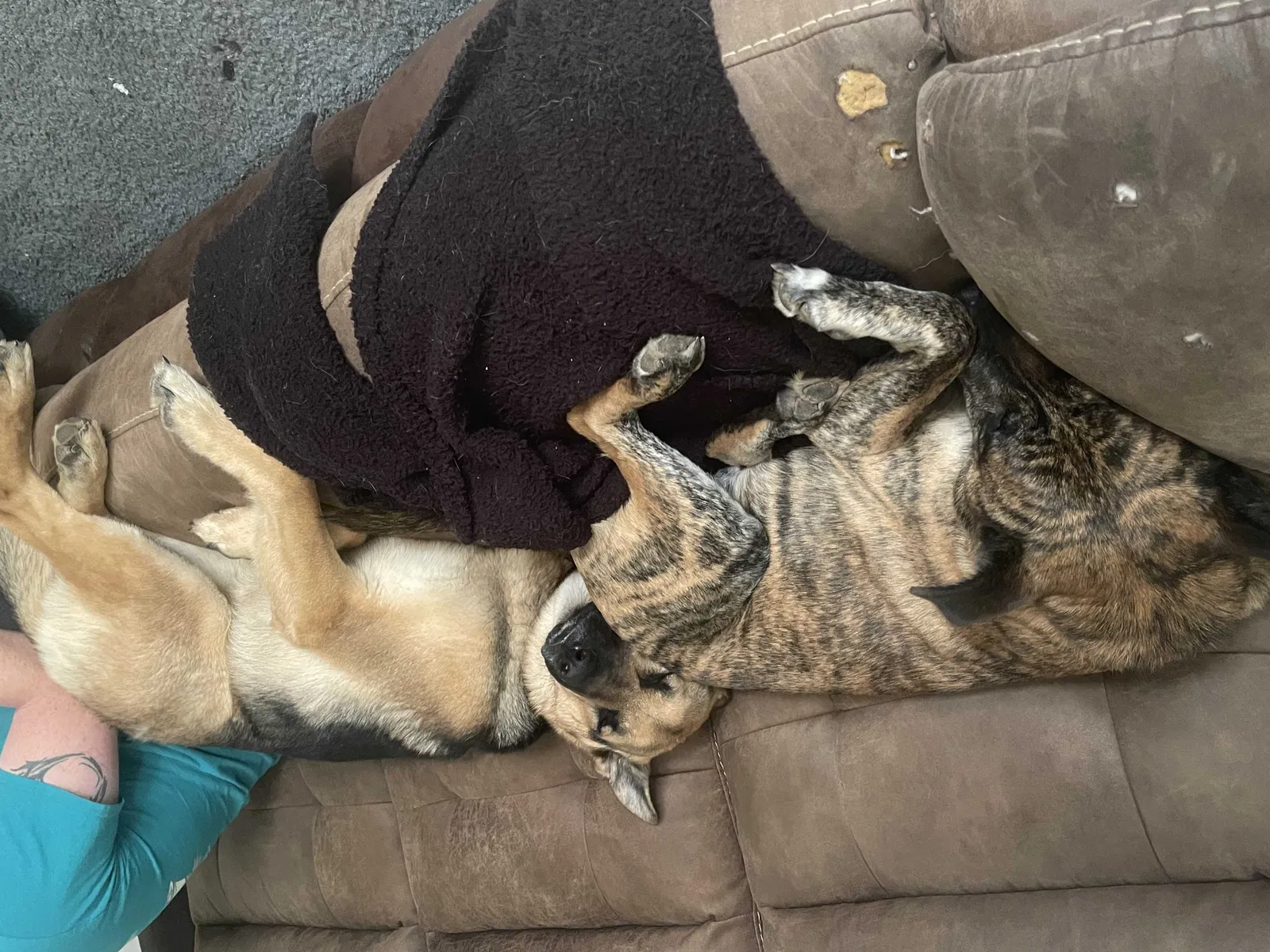 Lost dog in Warrenton, NC, 27589