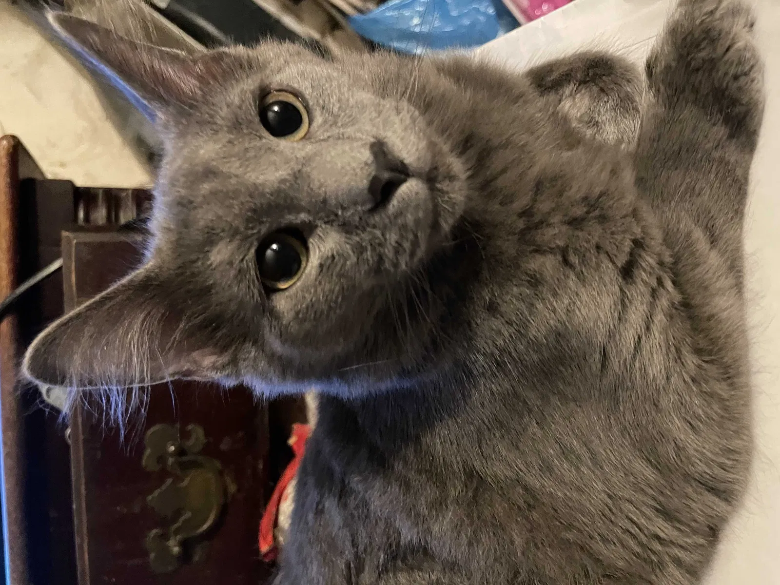 Lost cat in Indianapolis, IN, 46203