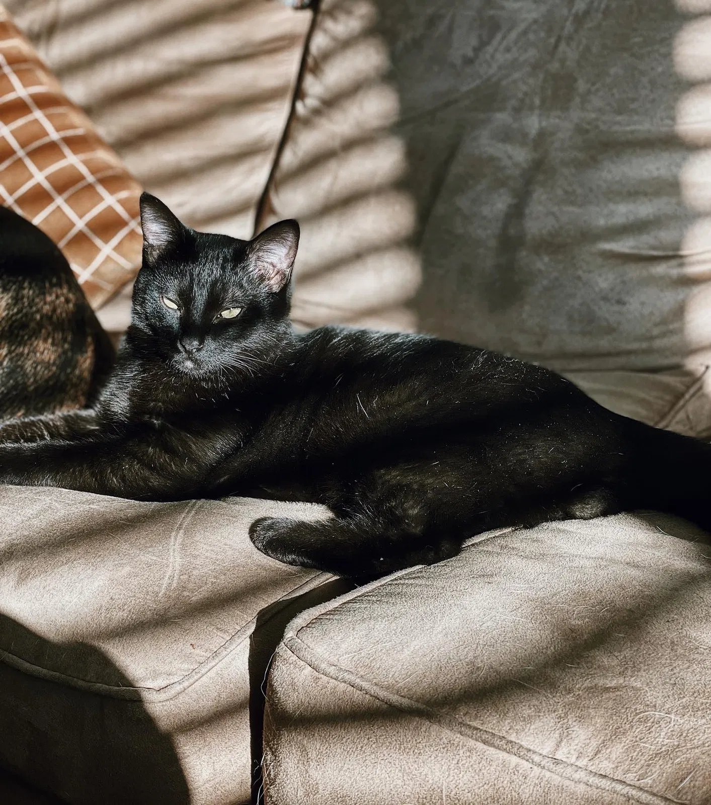 Lost cat in Salt Lake City, UT, 84115