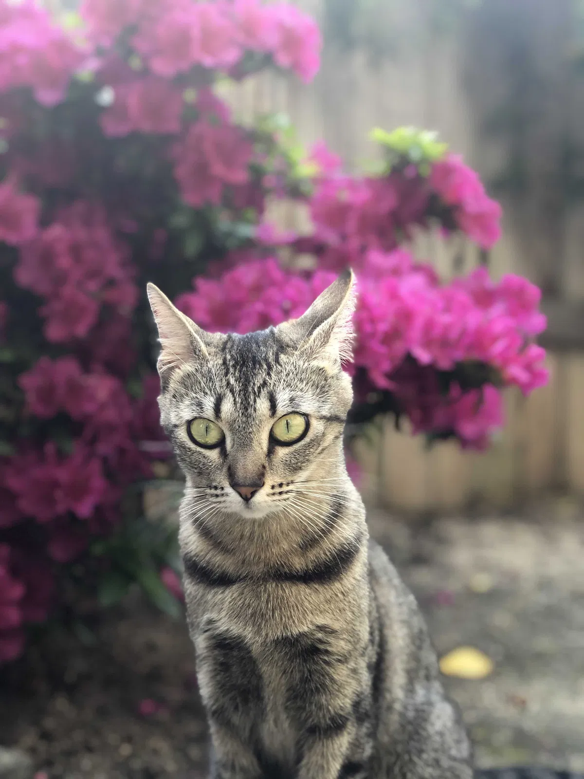 Lost cat in Sacramento, CA, 95811
