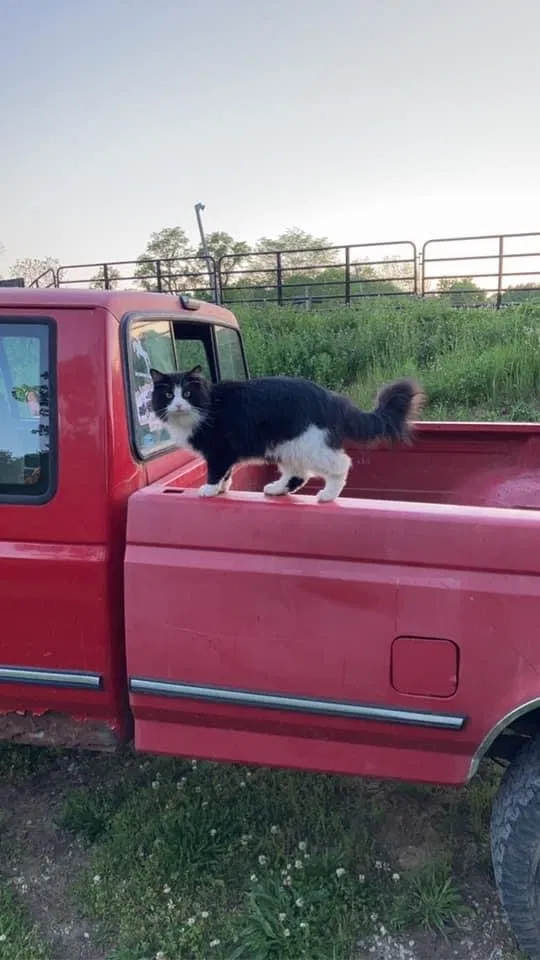 Lost cat in Cincinnati, OH, 45251