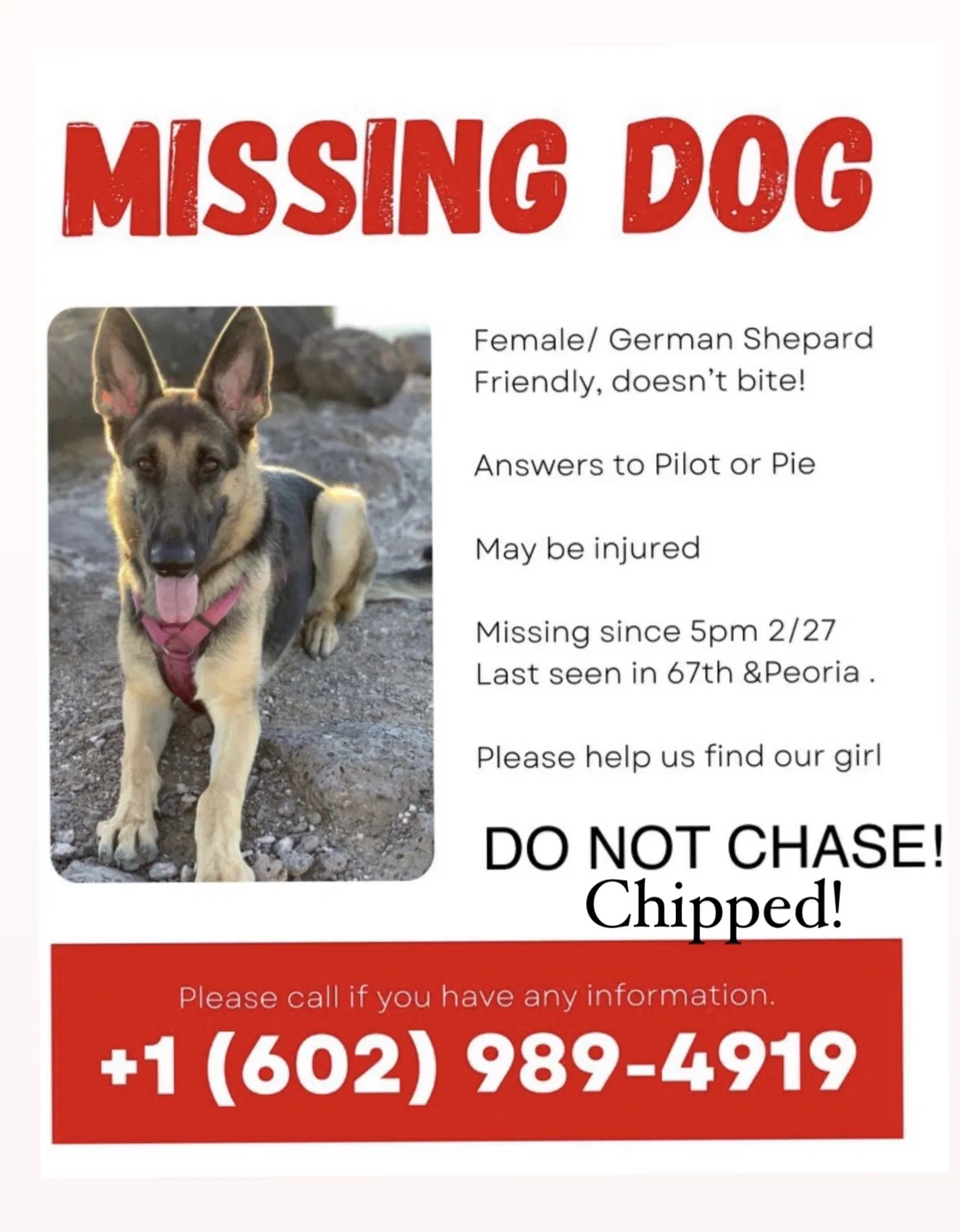Lost dog in Peoria, AZ, 85345