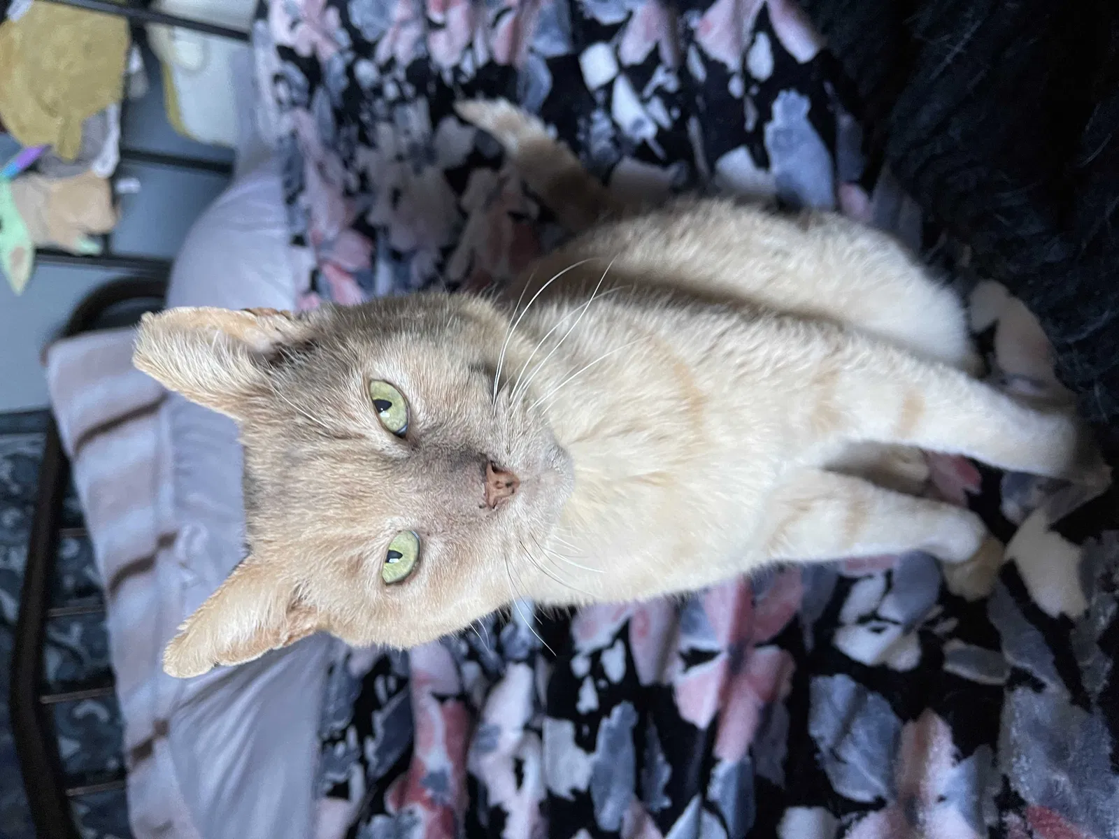 Lost cat in Oakley, CA, 94561