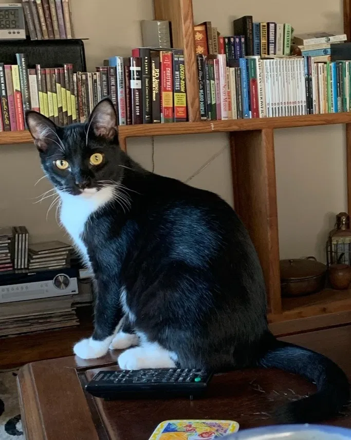 Lost cat in Pollock Pines, CA, 95726