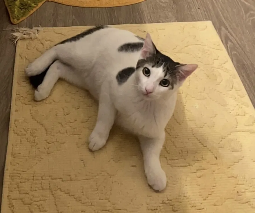 Lost cat in Chula Vista, CA, 91913