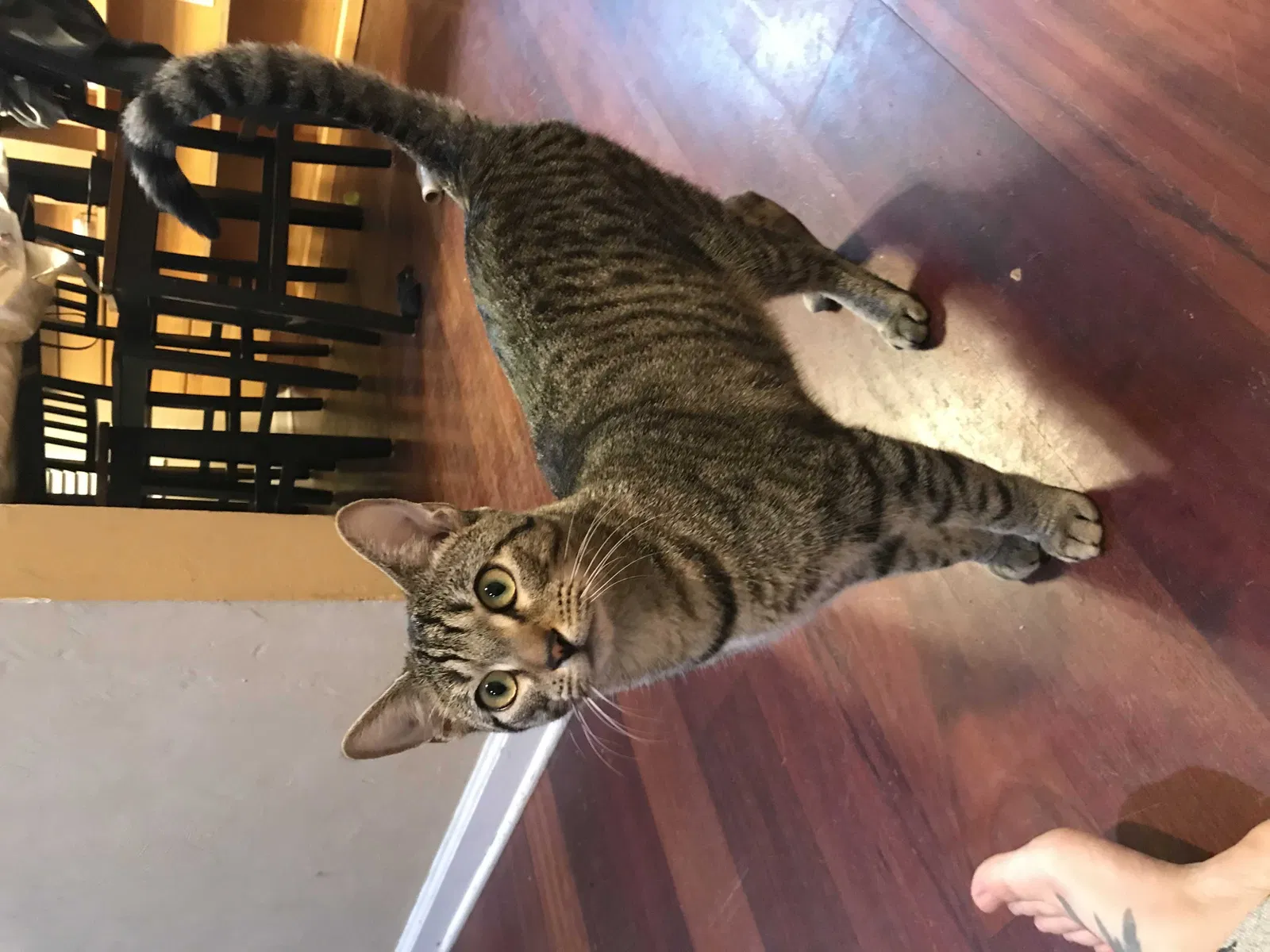 Lost cat in Tallahassee, FL, 32304
