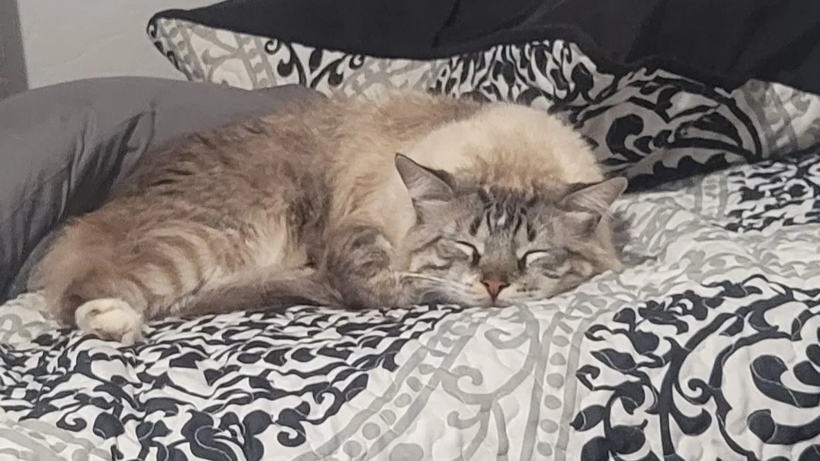 Lost cat in Ramona, CA, 92065