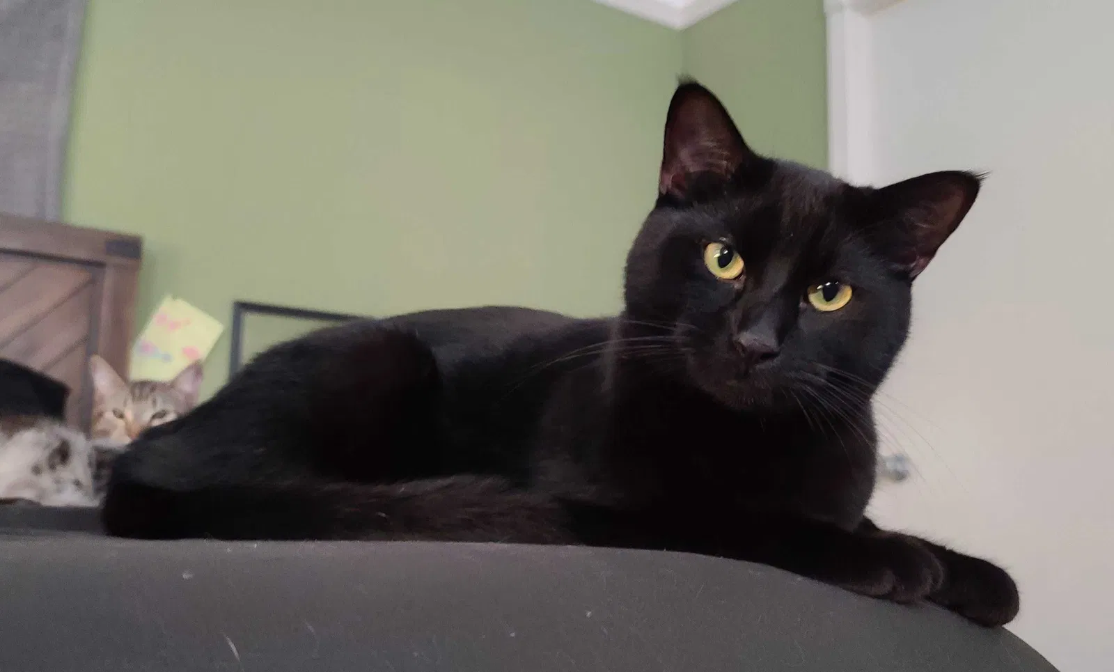 Lost cat in Rohnert Park, CA, 94928