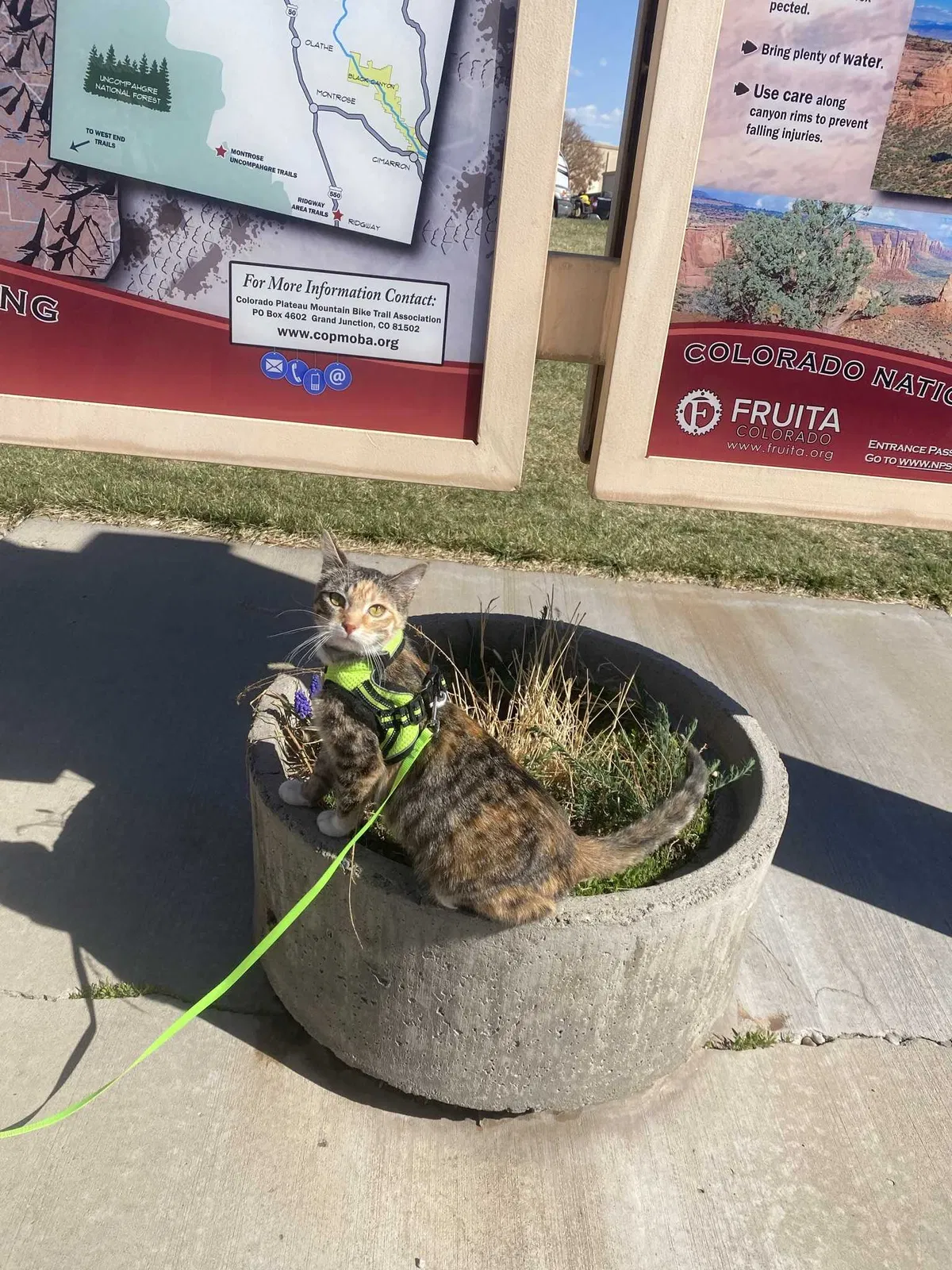 Lost cat in Anaheim, CA, 92805