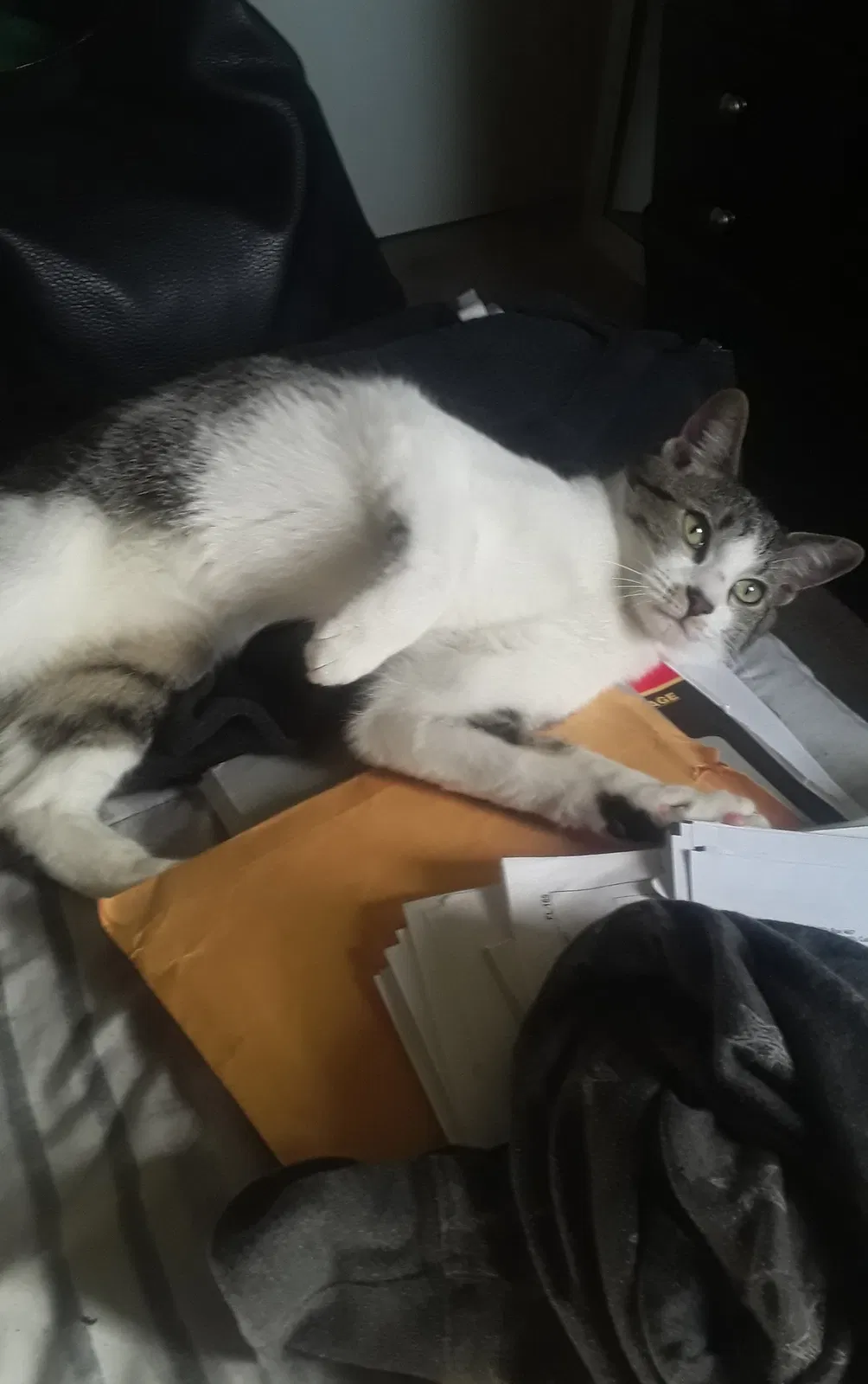 Lost cat in North Highlands, CA, 95660