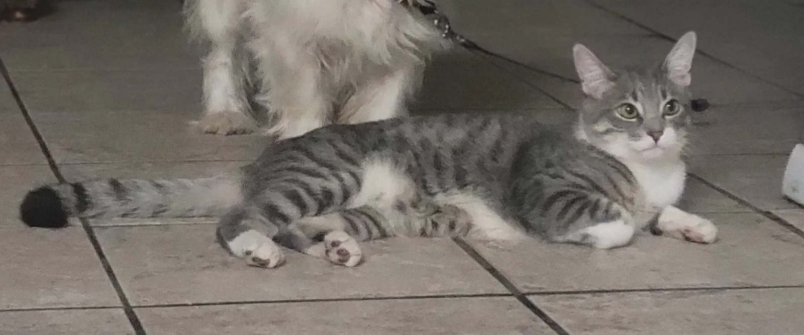 Lost cat in Phoenix, AZ, 85017