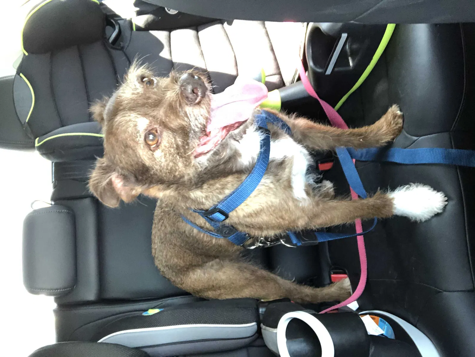 Lost dog in Sun Valley, CA, 91352