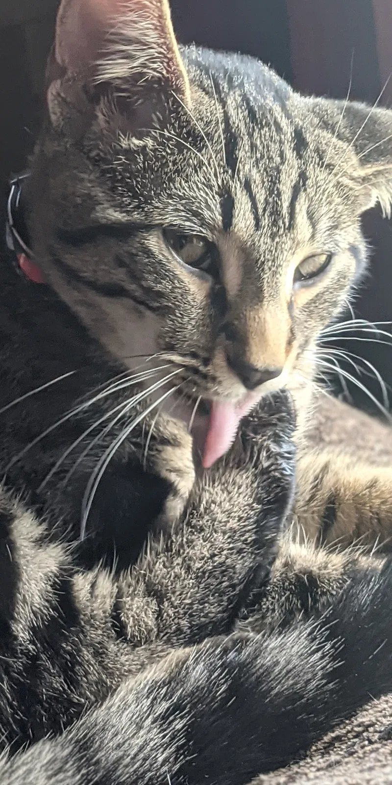 Lost cat in Canton, OH, 44710