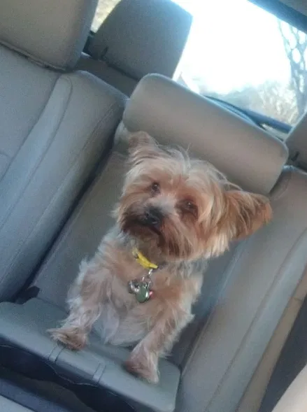 Lost dog in Georgetown, TX, 78626