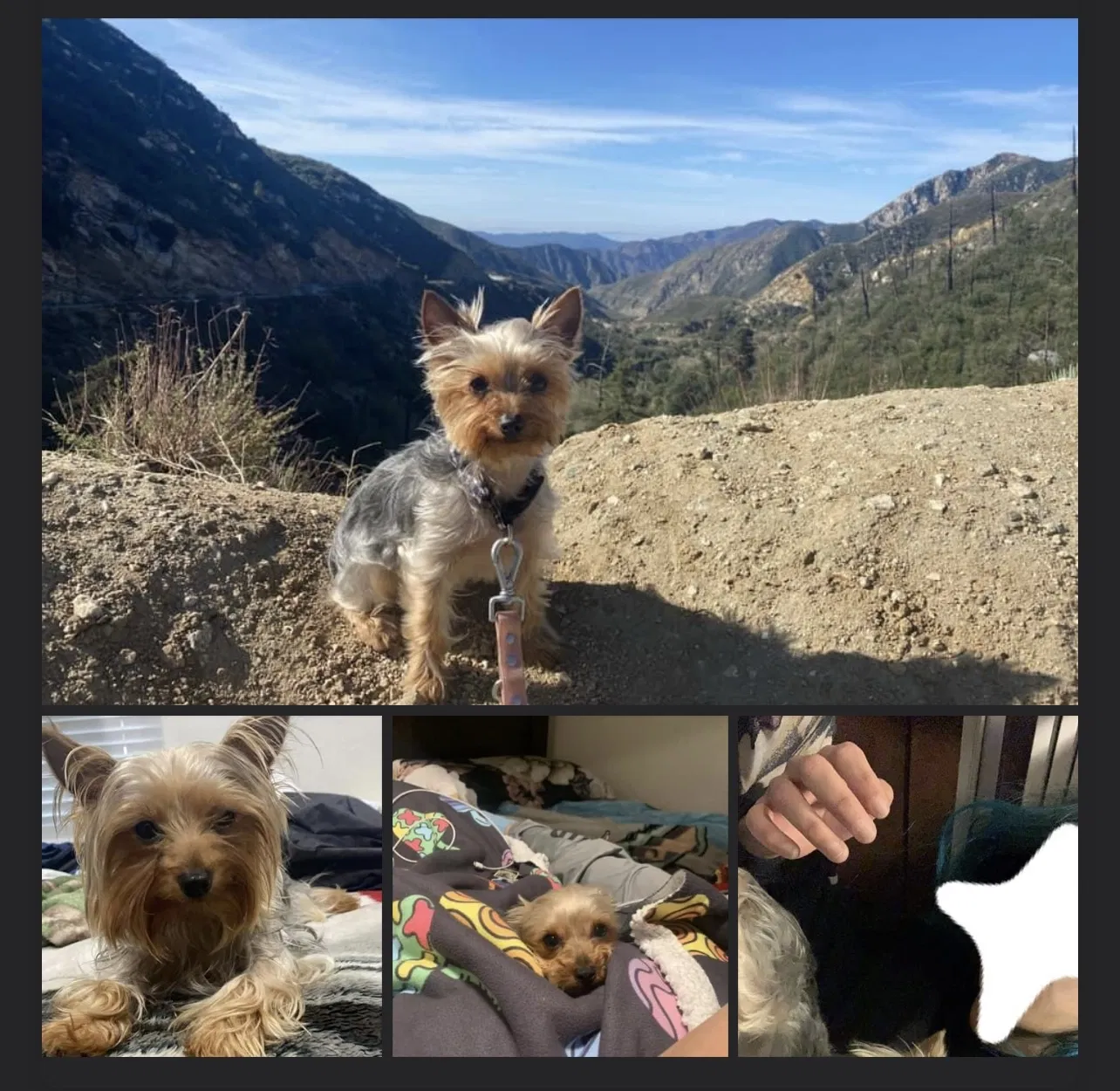 Lost dog in Victorville, CA, 92392