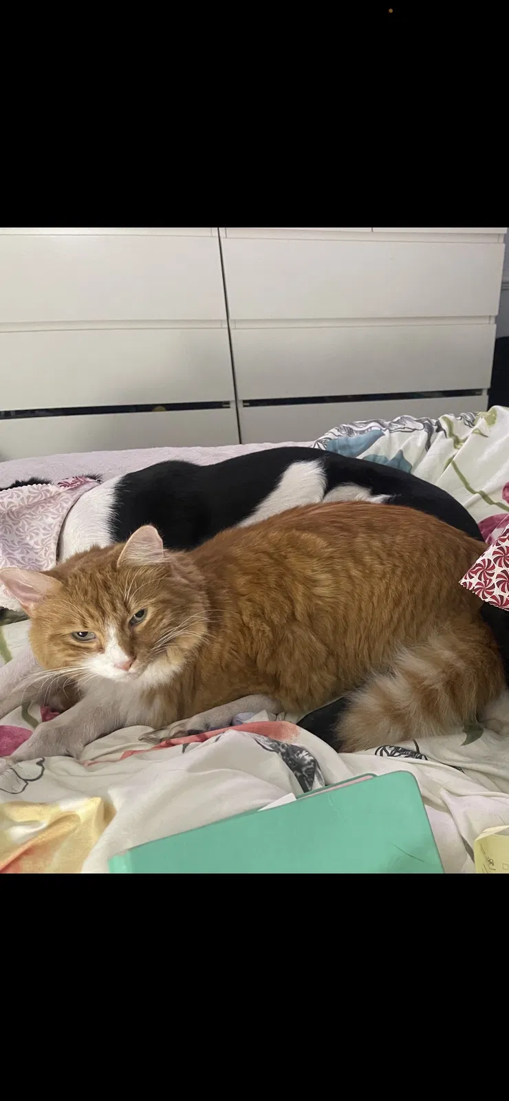Lost cat in Lawrenceville, GA, 30044