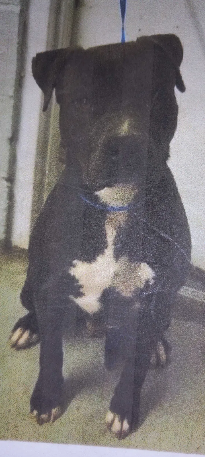 Lost dog in Louisville, KY, 40219
