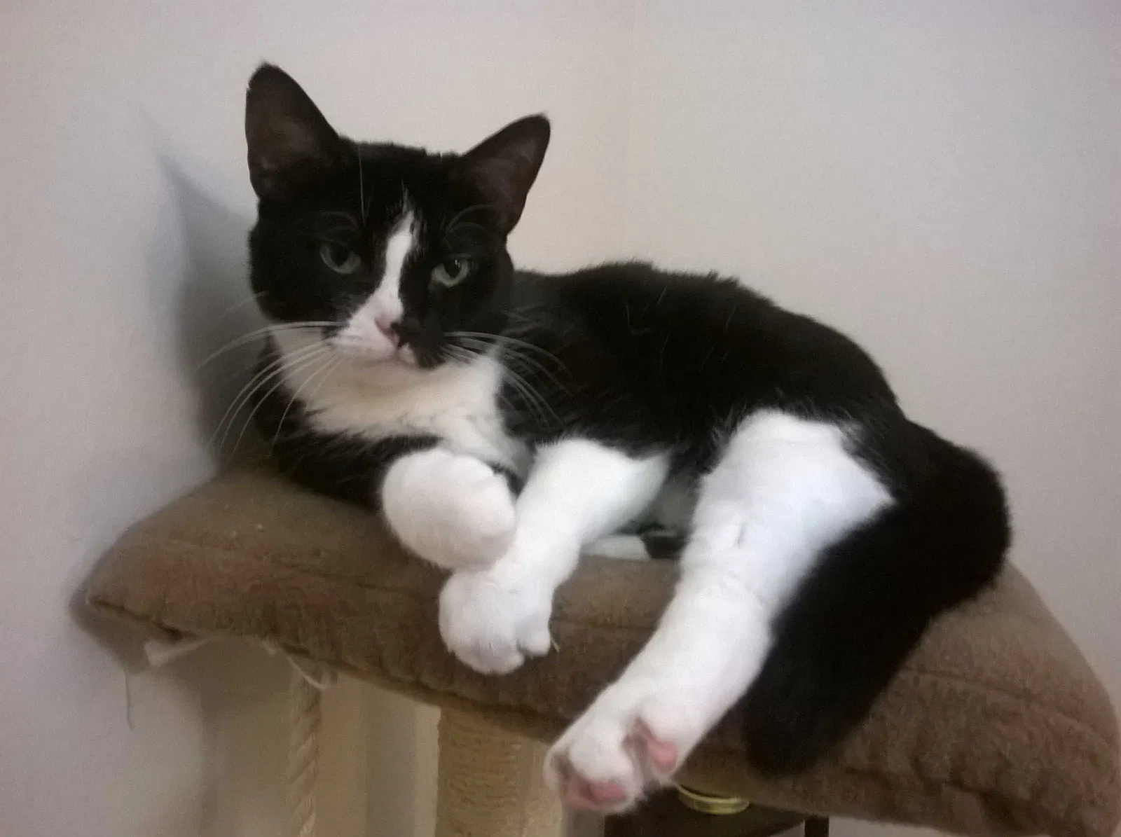 Lost cat in Rosharon, TX, 77583