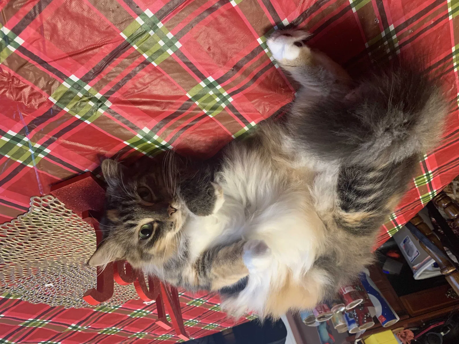 Lost cat in Bedford, IN, 47421
