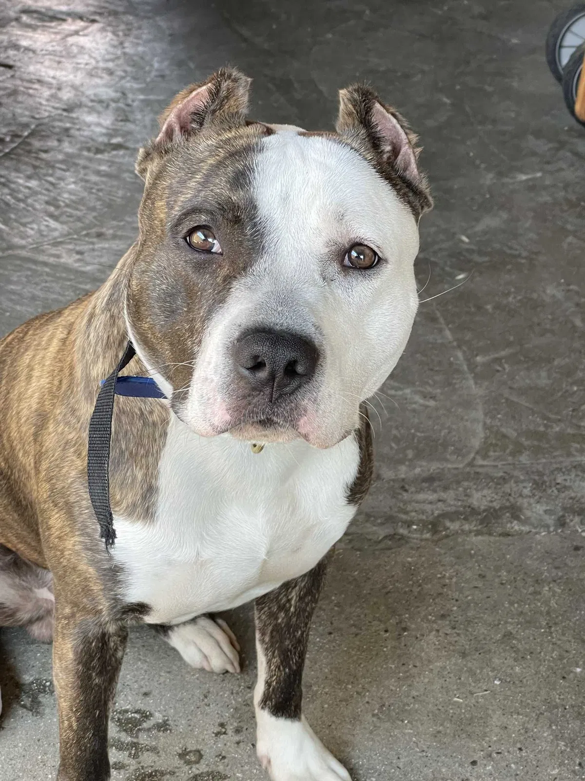 Lost dog in Long Beach, CA, 90805