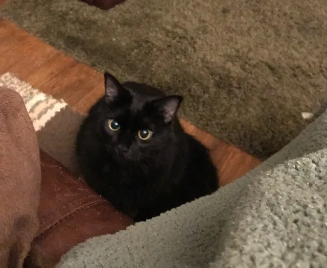 Lost cat in High Point, NC, 27263