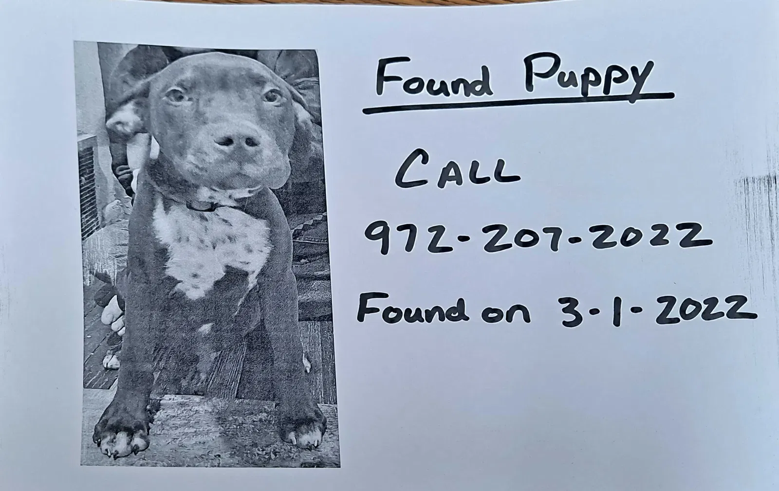 Found dog in Grand Prairie, TX, 75050