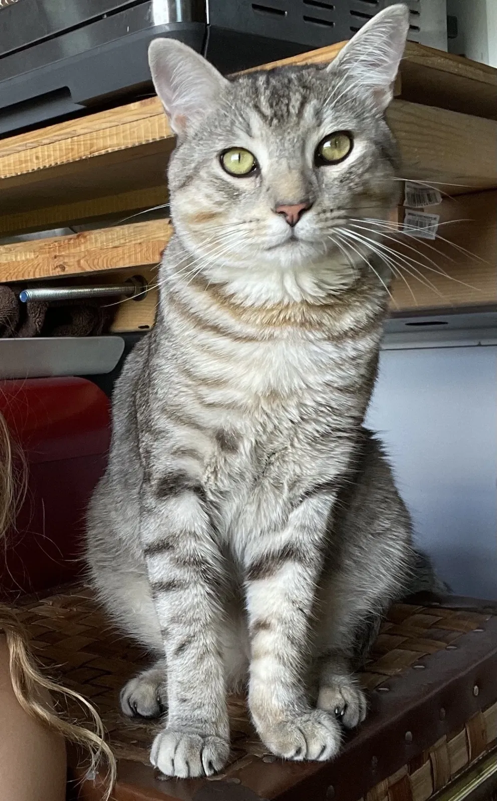 Lost cat in West Palm Beach, FL, 33411