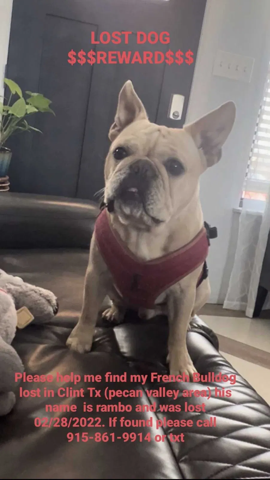 Lost dog in Clint, TX, 79836