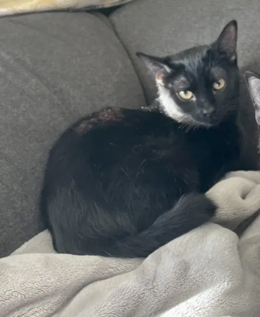 Lost cat in Denver, CO, 80249
