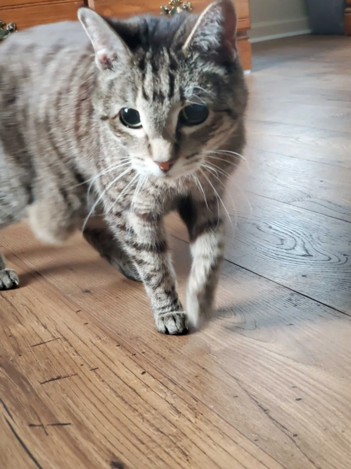 Found cat in Finleyville, PA, 15332