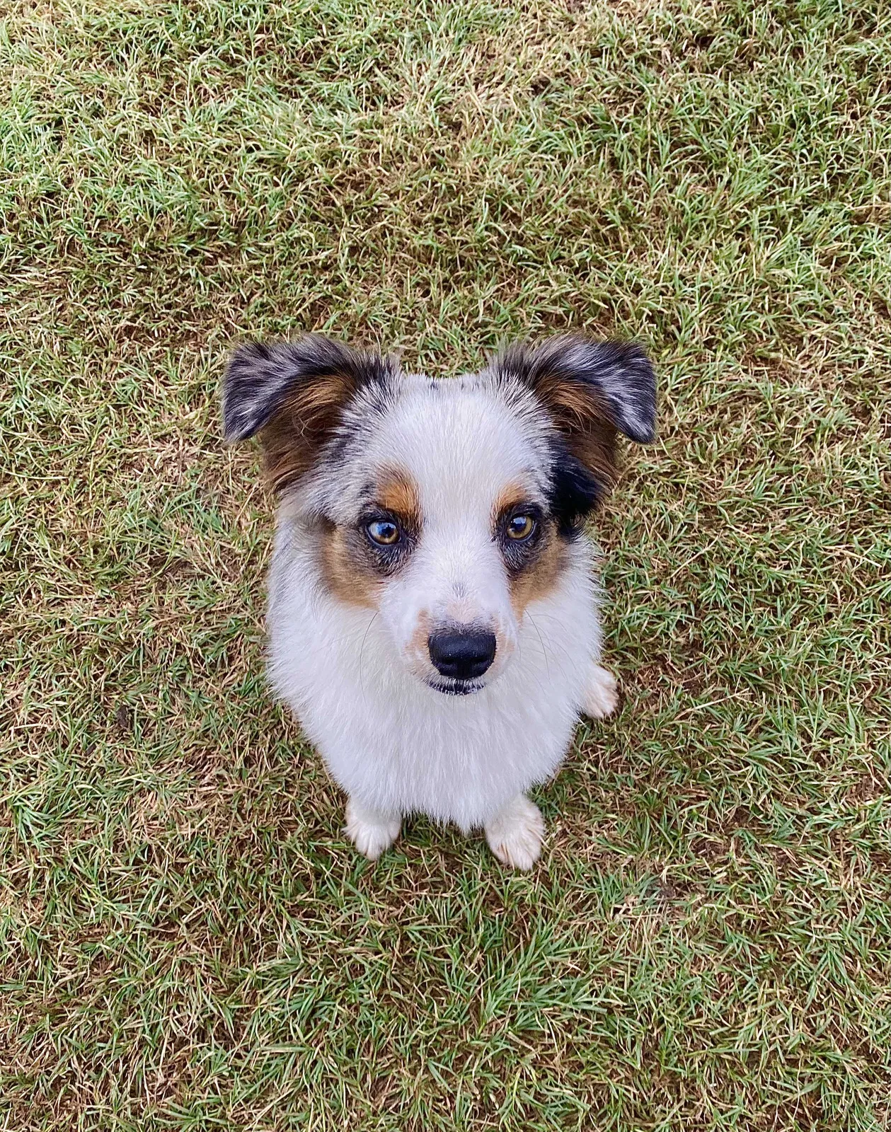 Lost dog in Athens, TX, 75751