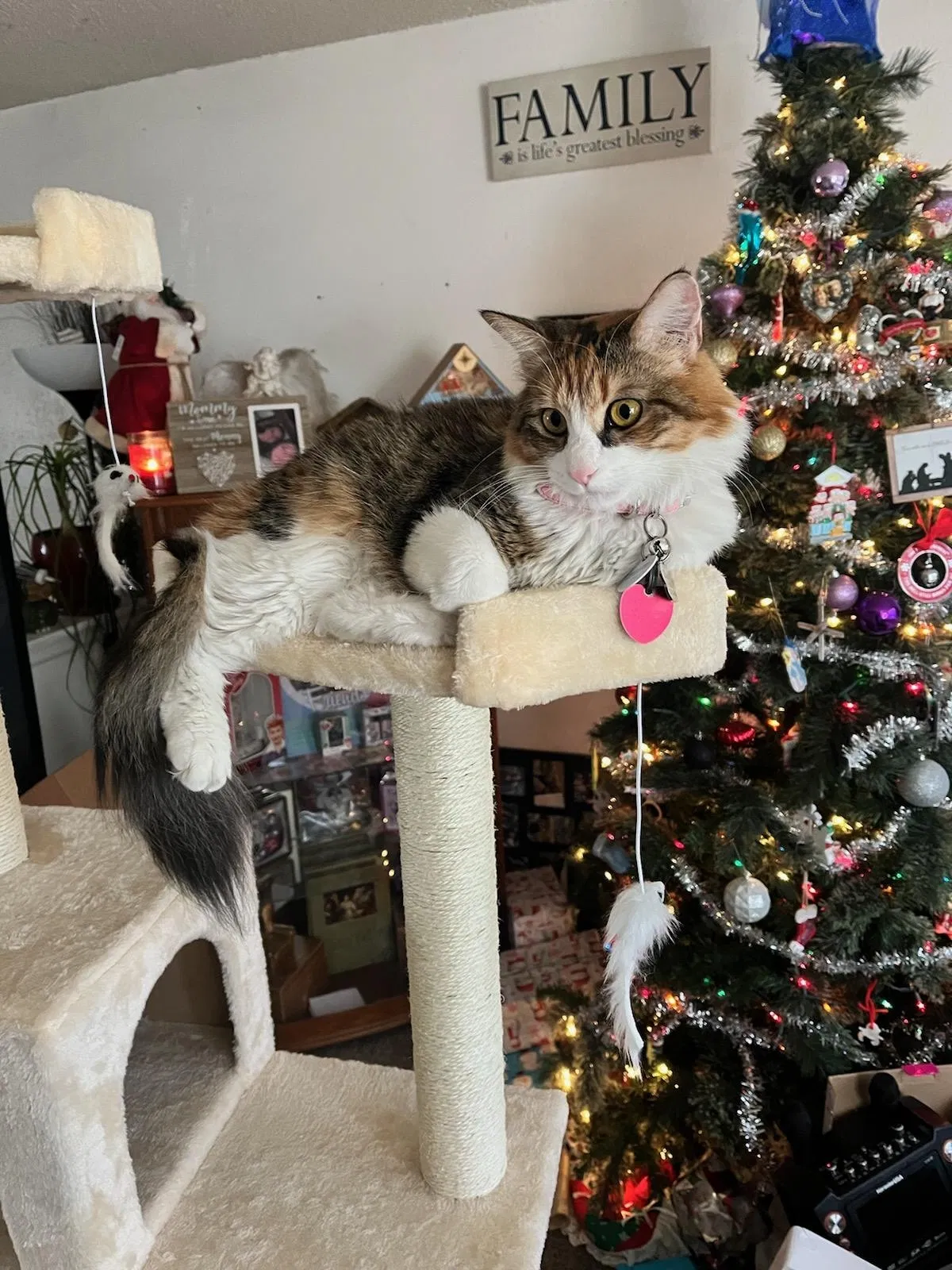 Lost cat in Aurora, CO, 80017