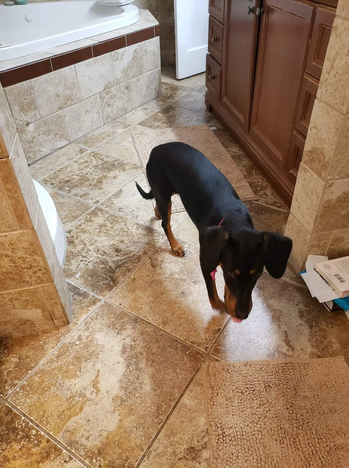 Lost dog in Clearwater, FL, 33755