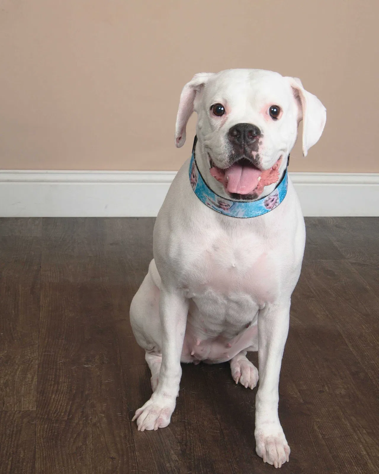 Lost dog in Kissimmee, FL, 34744