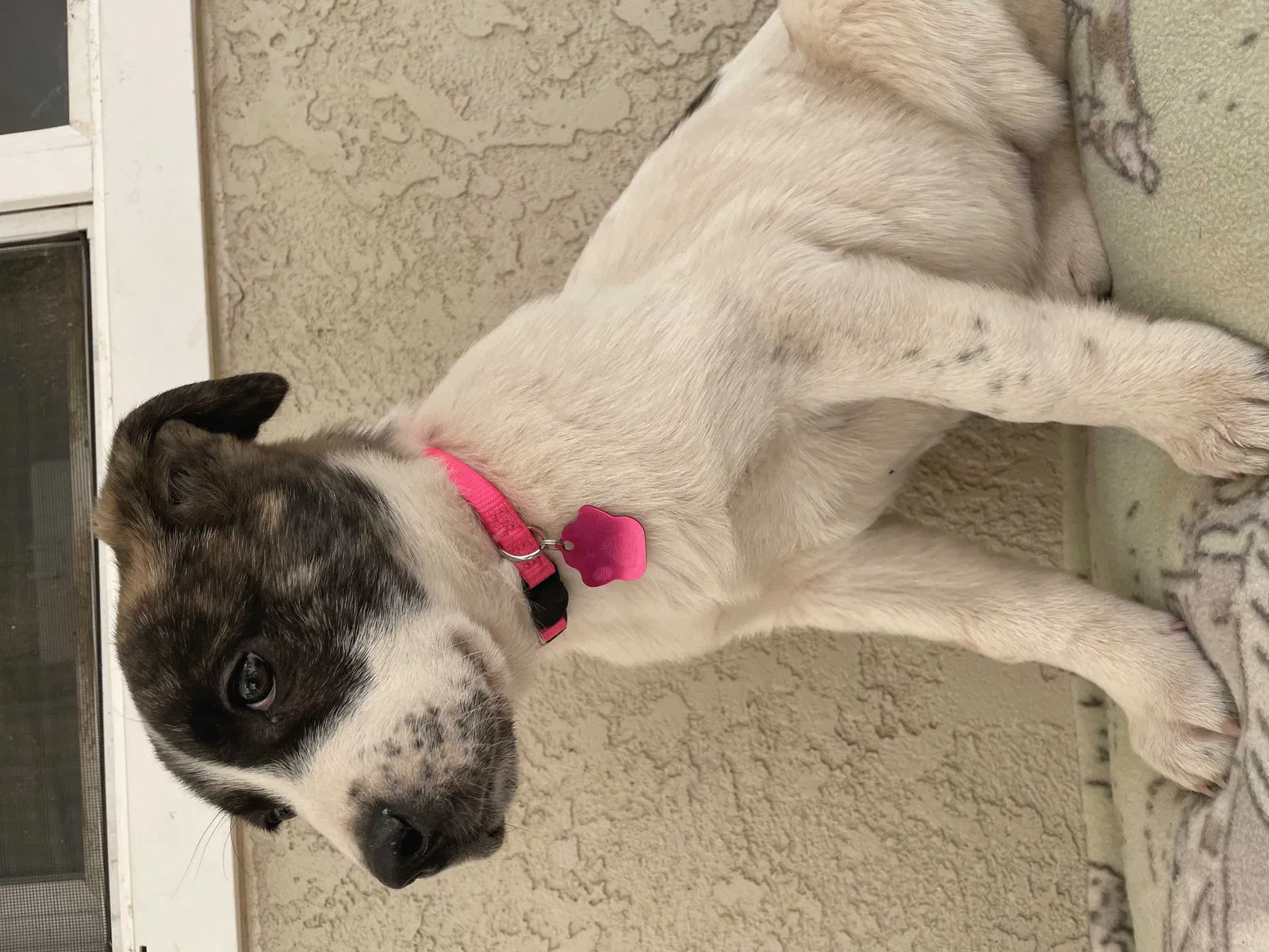 Lost dog in Albuquerque, NM, 87112