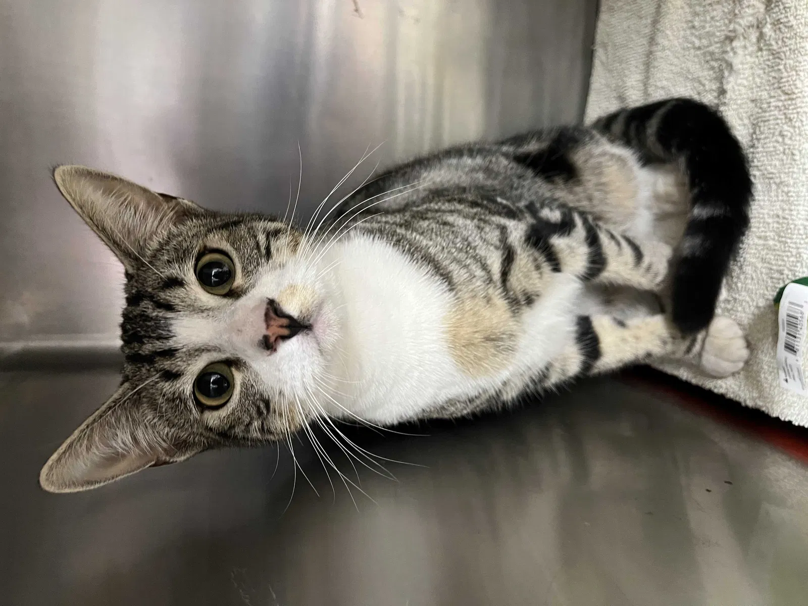 Lost cat in Hesperia, CA, 92345