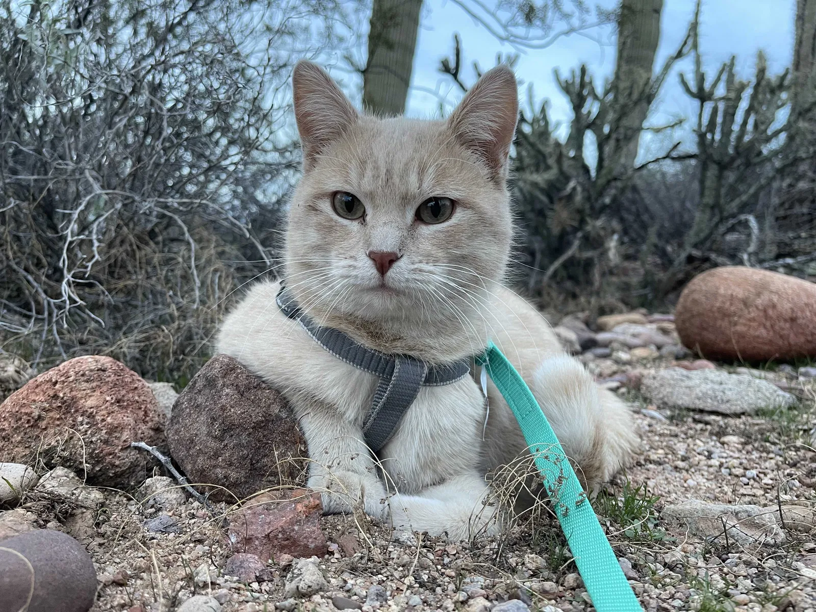 Lost cat in San Juan Capistrano, CA, 92675