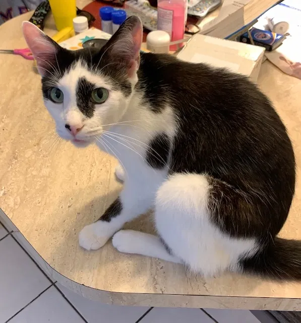 Lost cat in Fort Lauderdale, FL, 33324