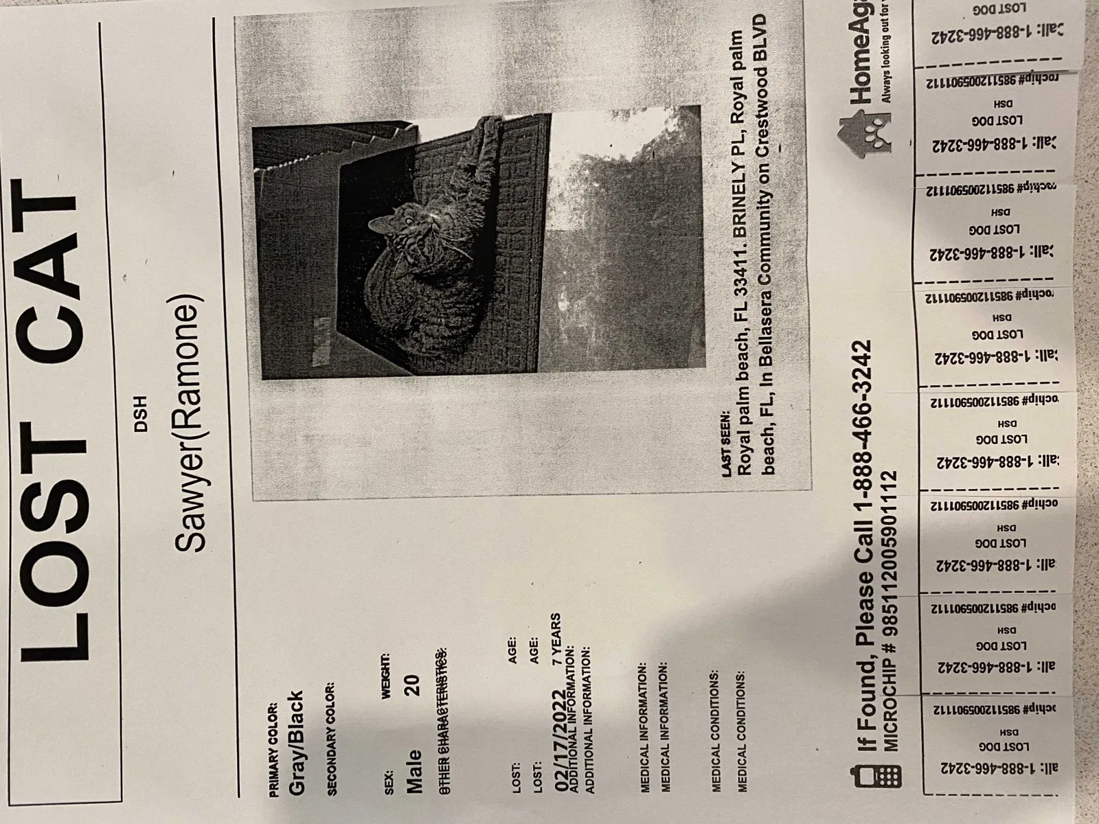 Lost cat in West Palm Beach, FL, 33411