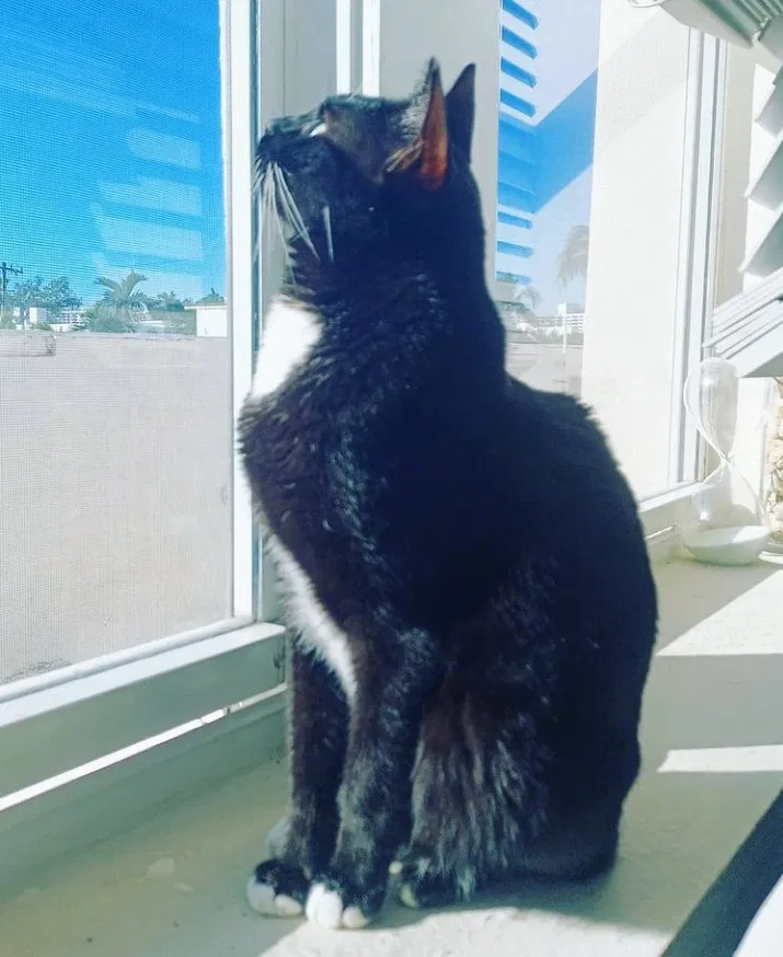Lost cat in Miami Beach, FL, 33139