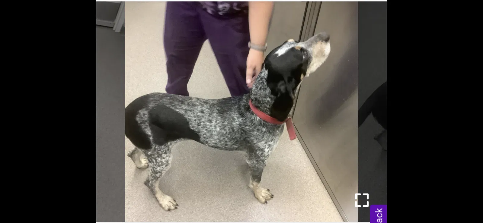 Lost dog in South Milwaukee, WI, 53172