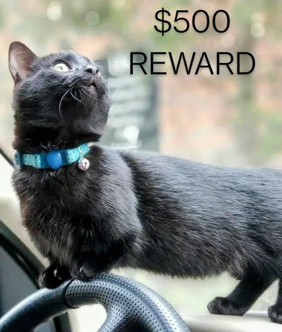 Lost cat in Fort Lauderdale, FL, 33311