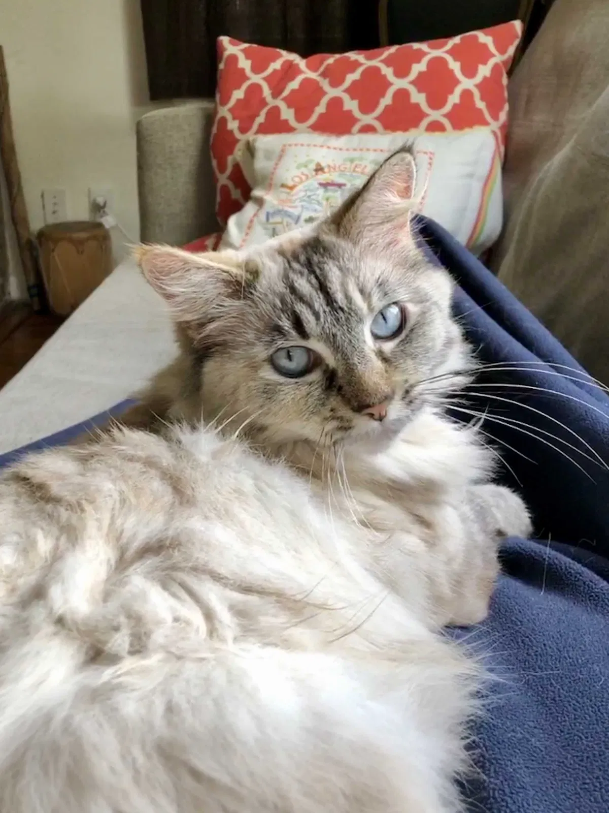 Lost cat in Los Angeles, CA, 90019